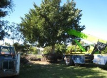 Kwikfynd Tree Management Services
robinhill